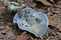 Lactarius indigo image