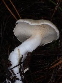 Clitopilus prunulus image