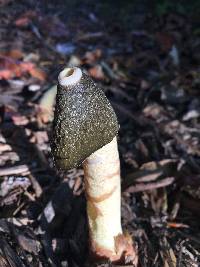 Phallus ravenelii image