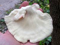 Laetiporus sulphureus image