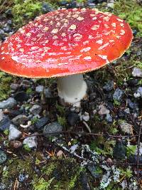 Amanita muscaria image