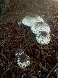 Chlorophyllum rhacodes image