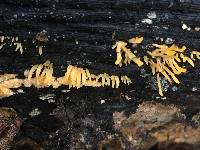 Mucronella flava image