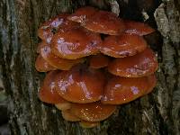 Flammulina velutipes image