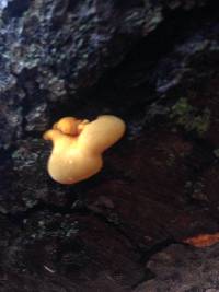 Phyllotopsis nidulans image