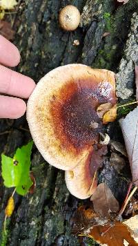 Ischnoderma resinosum image