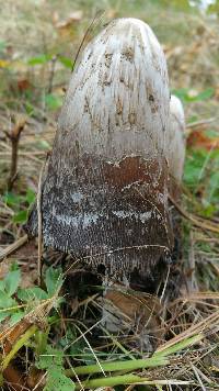 Coprinus comatus image