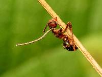 Ophiocordyceps unilateralis image