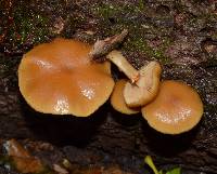 Galerina marginata image