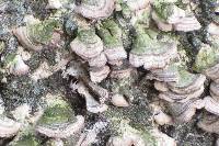 Trametes versicolor image