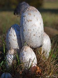 Coprinus comatus image