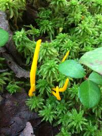 Clavulinopsis laeticolor image