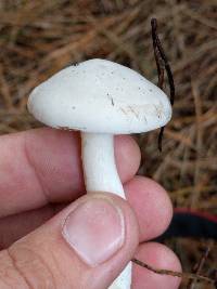 Clitopilus prunulus image