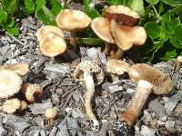 Agrocybe praecox image