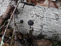 Annulohypoxylon thouarsianum image