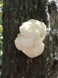 Hericium erinaceus image