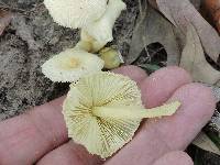 Leucocoprinus birnbaumii image