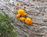 Dacrymyces chrysospermus image