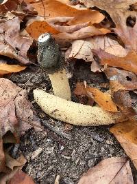 Phallus ravenelii image