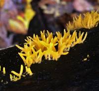 Calocera cornea image