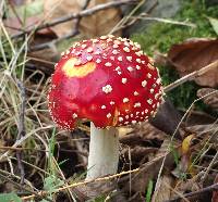 Amanita muscaria image