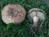 Paxillus involutus image