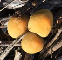 Hypholoma capnoides image