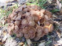 Armillaria tabescens image