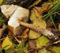 Leccinum scabrum image