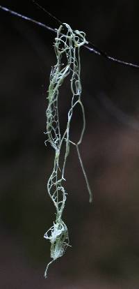 Ramalina menziesii image