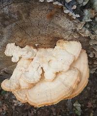 Laetiporus sulphureus image