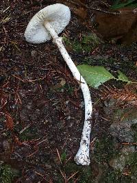 Lepiota castaneidisca image