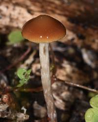 Thumbnail image of current specimen