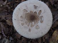 Thumbnail image of current specimen