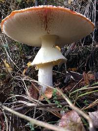 Amanita muscaria image