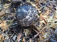 Chlorophyllum rhacodes image