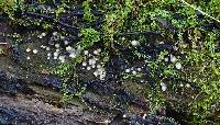 Leucogloea compressa image