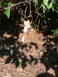 Coprinus comatus image