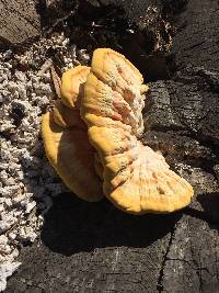 Thumbnail image of current specimen