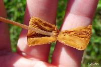Conocybe tenera image