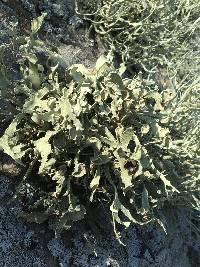 Niebla homalea image