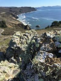 Niebla homalea image