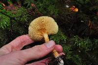 Gymnopilus sapineus image