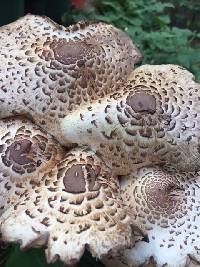 Leucoagaricus americanus image