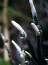 Xylaria hypoxylon image