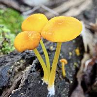 Media resource of Pluteus chrysophlebius