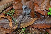 Cantharellus cinereus image