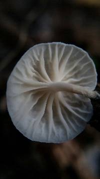 Hemimycena candida image