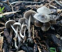 Mycena leptocephala image