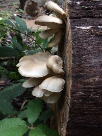 Pleurotus ostreatus image